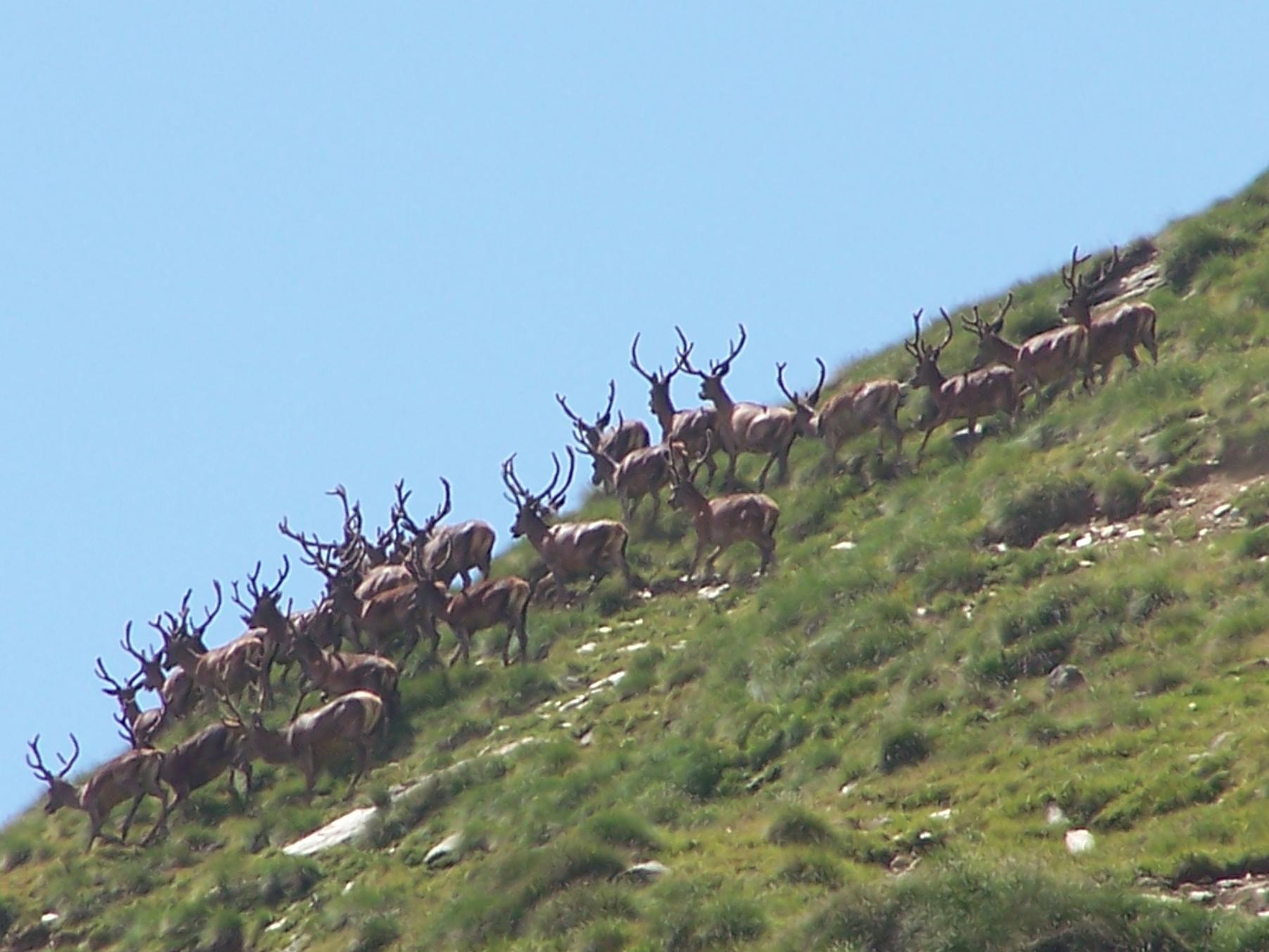 PASSIONE PER IL CERVO